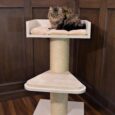 01 Maine Coon Lounge copy scaled 1 115x115 - Maine Coon Lounger De Luxe (Cream)