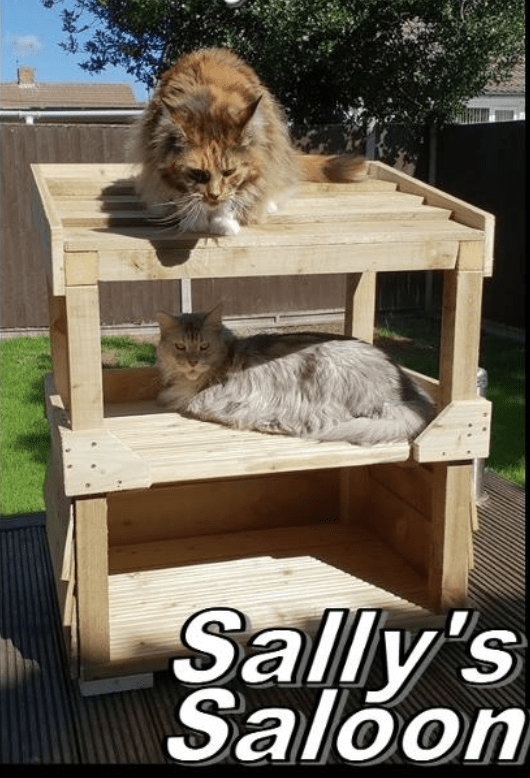 Sally Saloon