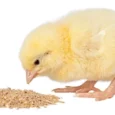 Chick Rearing