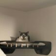 RSH – Cat Corner Shelf (Dark)