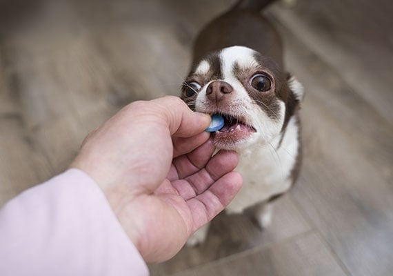 5 Tricks for Administering Dog Pills Without the Fight