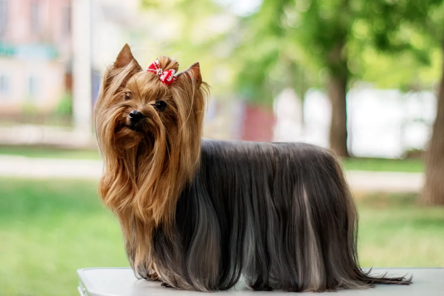 Yorkshire Terrier dog 1530x1020 - The Yorkshire Terrier | 2023 Guide
