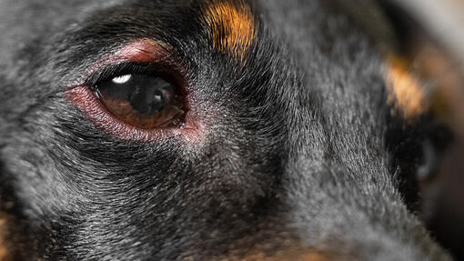 Cures for Eye Problems in Dogs: Pink Eye, Allergies, More