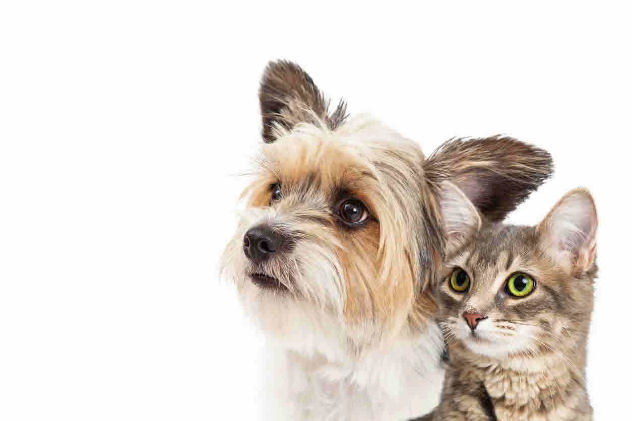 How Does Cat and Dog Hearing Work?