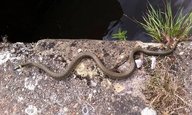 grass snake - Creating an Inviting Habitat for Reptiles in Your Garden