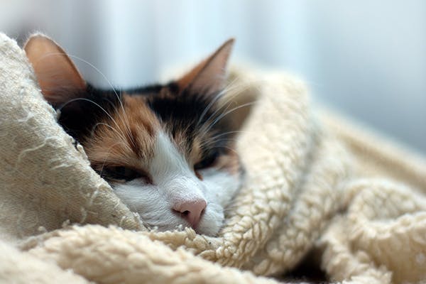 Hypothermia Symptoms and Treatment For Cats