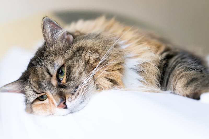 Managing Anemia in Cats: Effective Strategies and Expert Advice