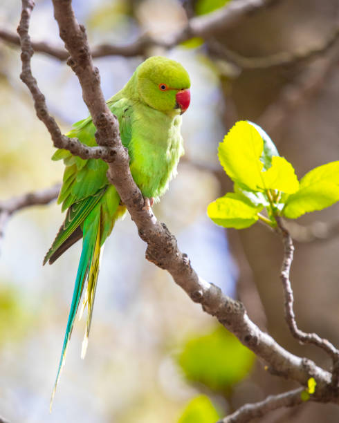 istockphoto 1394263766 612x612 1 - Are Parrots Smart? Unlocking the Intelligence and Abilities of These Fascinating Birds