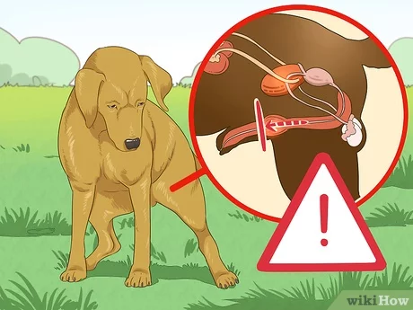 Urinary Tract Infection (UTI) in Dogs: Symptoms and Cures