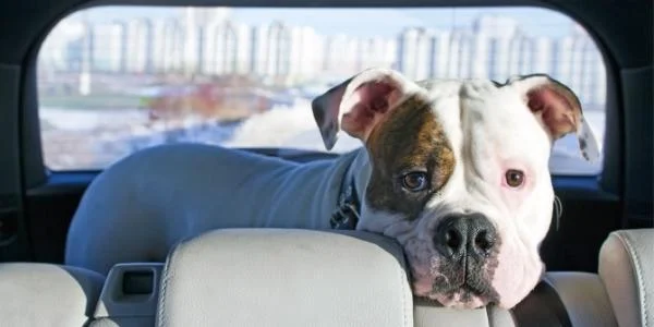 Helping Your Anxious Dog Cope with Car Travel