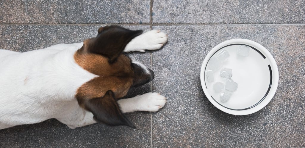 Can You Put Ice In A Dog’s Water Bowl?