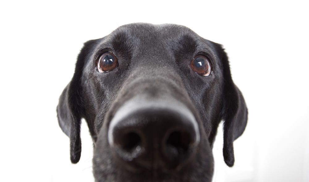 Understanding Your Canine’s Stare: What Your Dog is Trying to Tell You