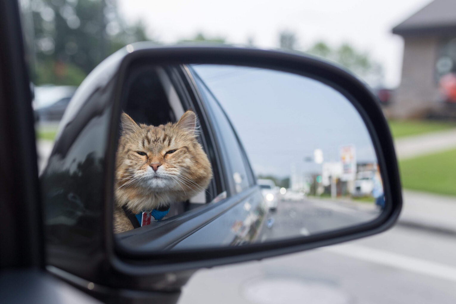 How to Conquer Cat Car Anxiety