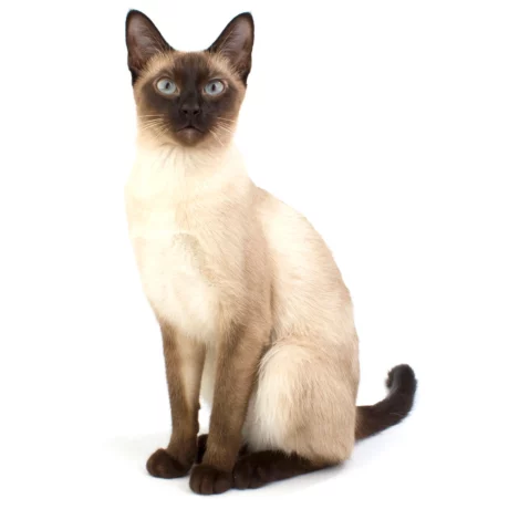 Siamese Cat 0 460x460 - Which Purebred is Right for You?