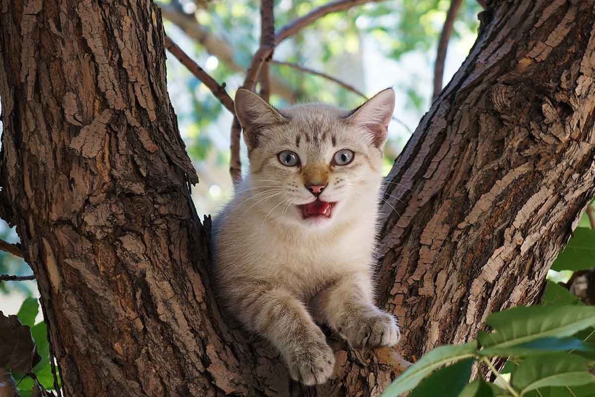 What to Do When Your Cat is Stuck in a Tree
