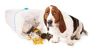 Training Tips to Keep Your Dog From Getting Into the Garbage