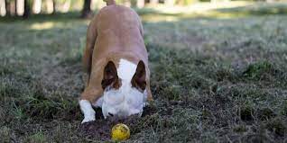 Why Your Dog Buries Their Bones And Favorite Toys