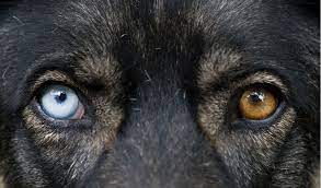 Heterochromia in Dogs