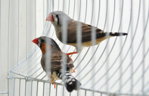 Optimal Bird Cage: Dome Top vs Play Top for Your Pet Bird