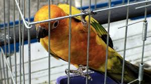 Bird Cage Buying Guide: Choosing the Perfect Bar Spacing, Size, and Style for Your Pet Birds