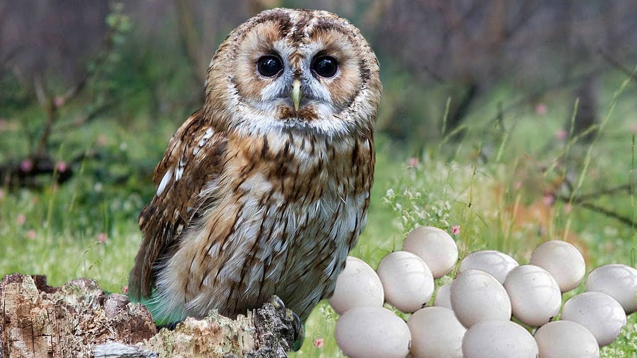 Where do owls lay eggs?