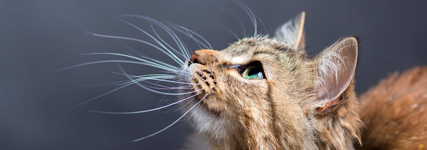 How to Read Your Cat’s Whiskers