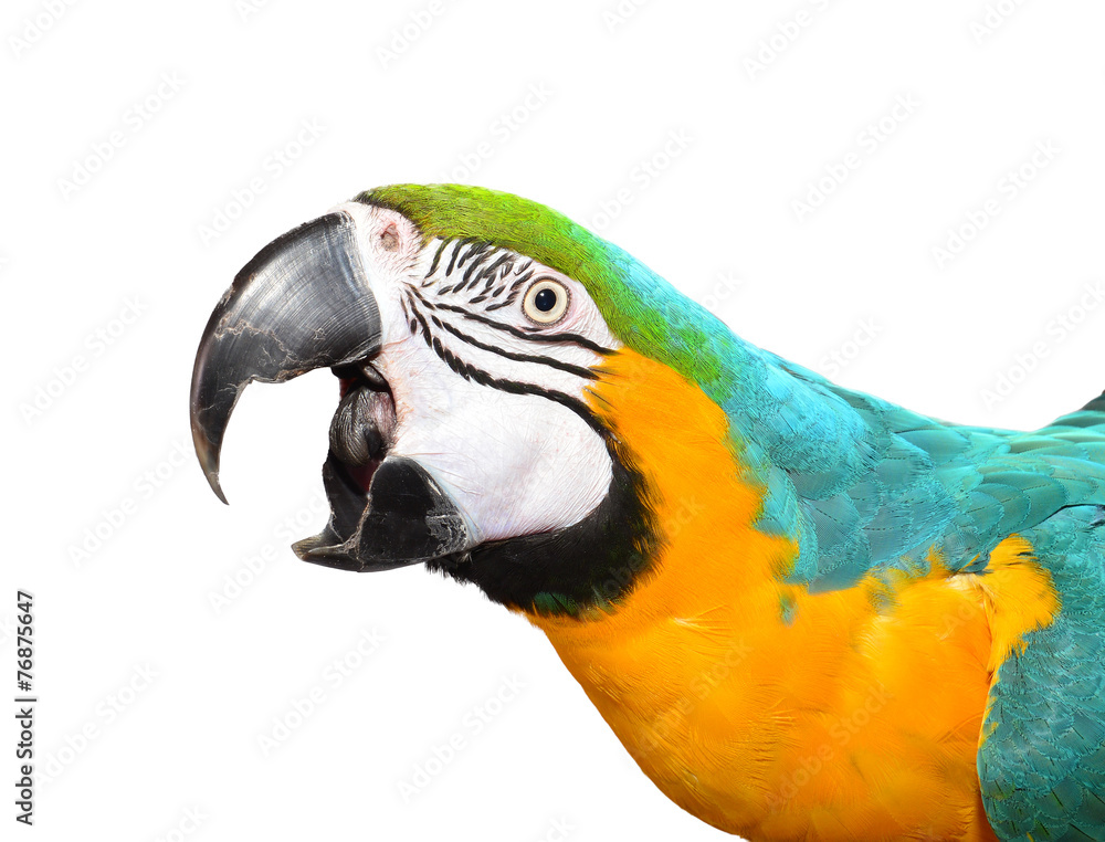 1000 F 76875647 62KjKW0tn1IolC6QE1tTolrtMLuv3HBz - Managing Macaw Screams: Can Certain Sounds Act as Deterrents?
