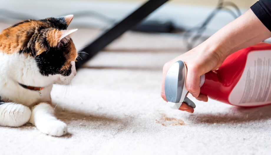 Why Do Cats Poop On The Floor? Petpalace.uk