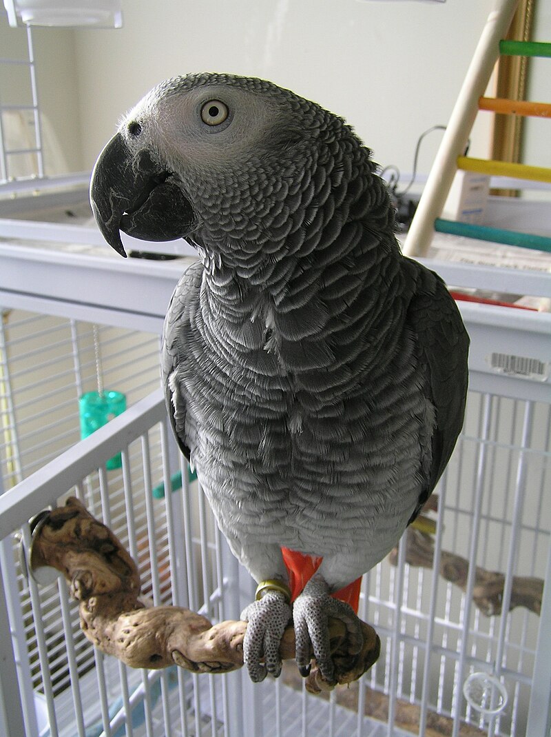 Congo African Grey pet on a perch - Why Does Your Feathered Friend Choose Not to Fly?