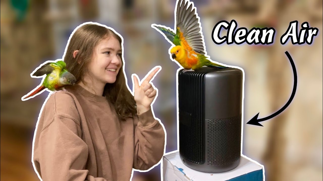 Is Your Air Purifier Bird-Safe? A Guide 2023 - Petpalace.uk