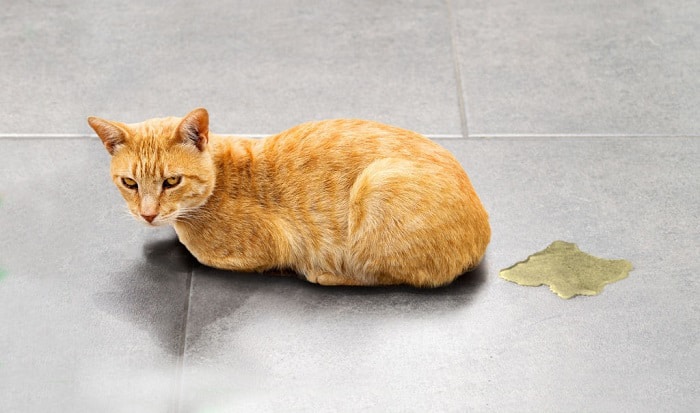 why is my cat pooping on the floor - Why Do Cats Poop On The Floor?