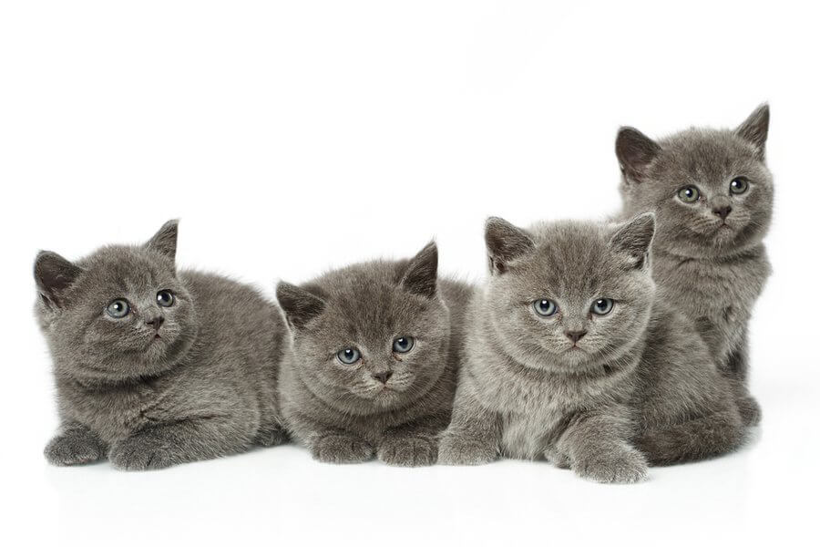 1594239232 british shorthair pedigree cat - What to look for when getting a pedigree cat