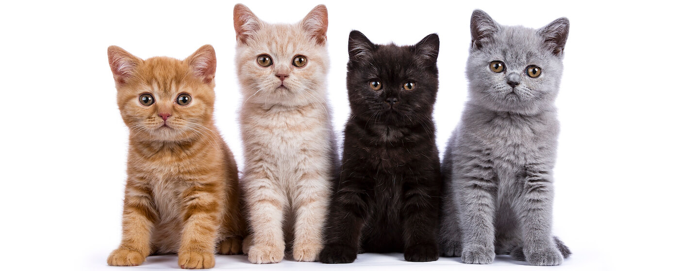 What to look for when getting a pedigree cat