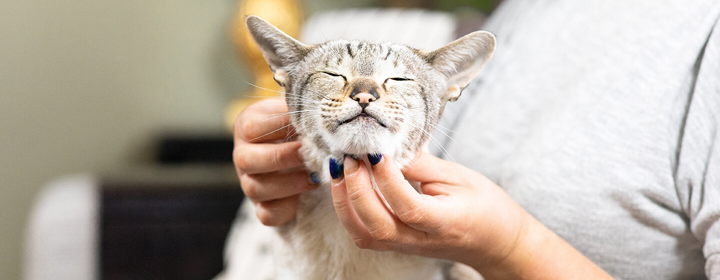 The Feline Pill Conundrum: A Comprehensive Guide to Medicating Your Cat