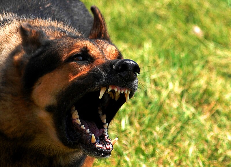 Addressing Aggression in Dogs: Strategies for Managing and Preventing Unwanted Behaviors