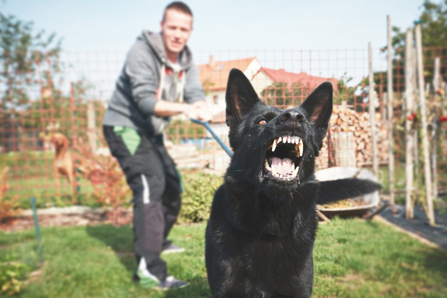 Managing Dog Park Aggression in Newly Adopted Dogs Introduction