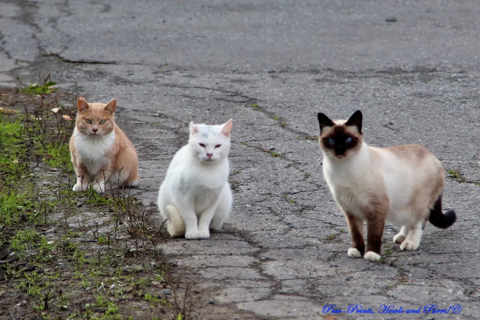 gang cats Alaksa 1530x1019 - Understanding and Managing Mixed Signals: The Behavior of Adopted Feral and Fostered Cats