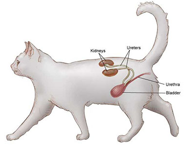 Decoding Cat Urinary Issues: A Guide to Frequent, Unsuccessful Urination