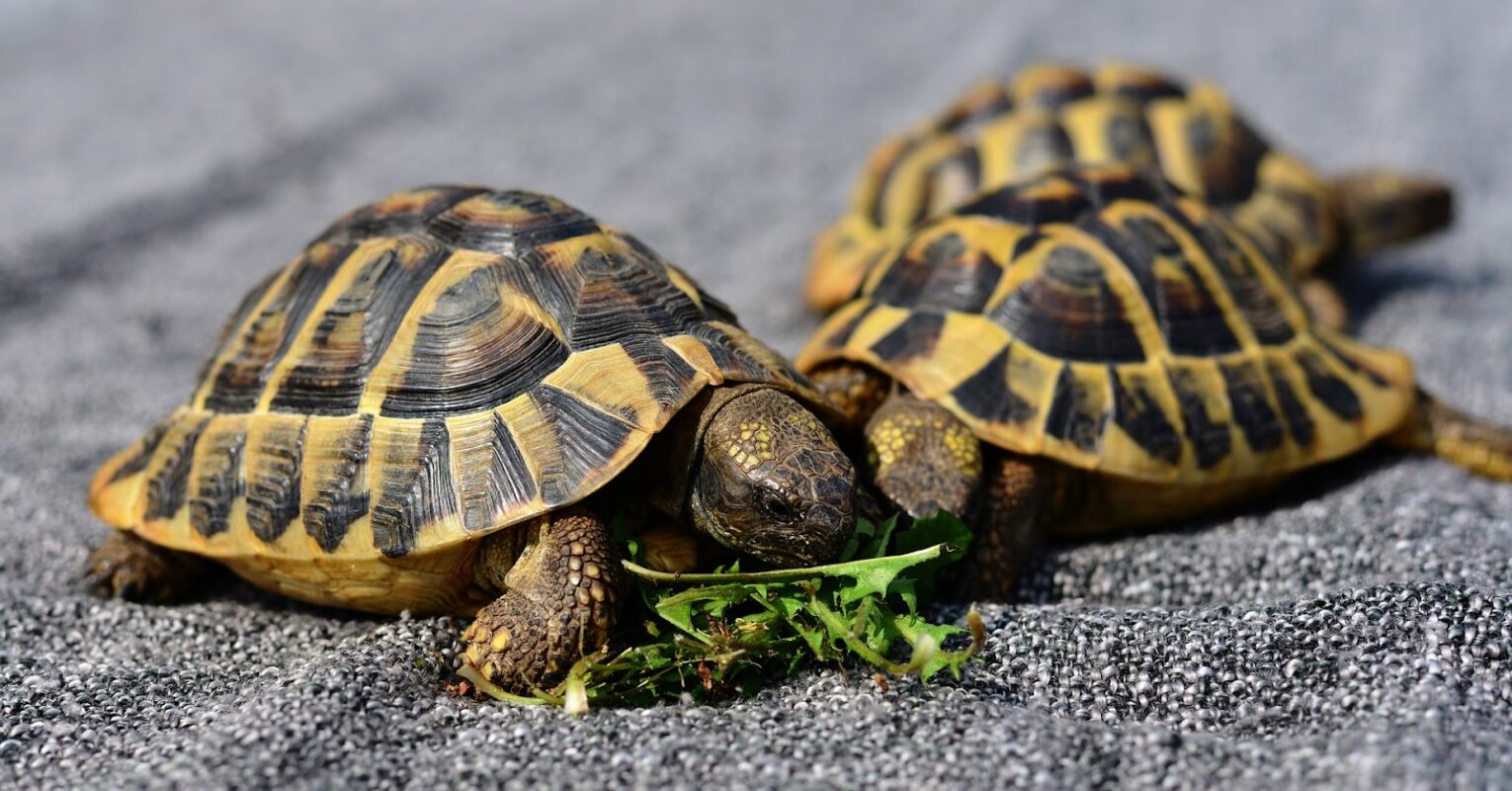 Understanding and Resolving Tortoise Aggression