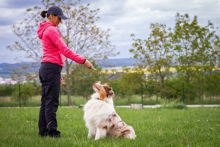 What to Look for in a Dog Trainer or Dog Behaviourist