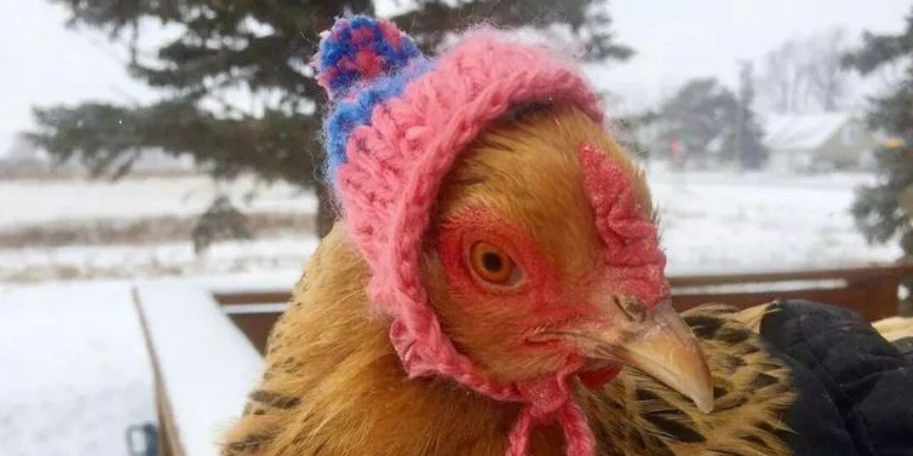 Chickens in Winter Wonderland: Understanding Their Reactions to Snow