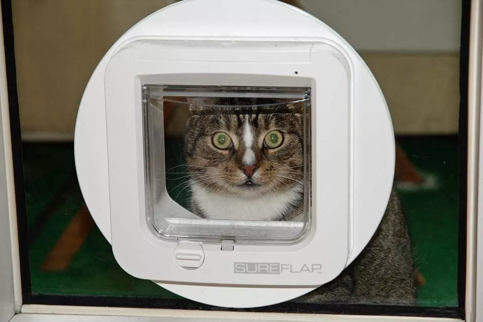 Helping Your Feline Friend Adjust to a New Cat Flap: Tips and Tricks