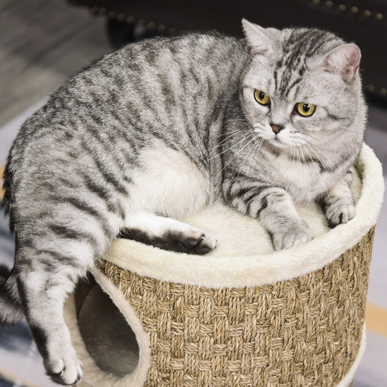 Best Scratching Barrels For British Shorthairs Best Scratching Barrels For British Shorthairs