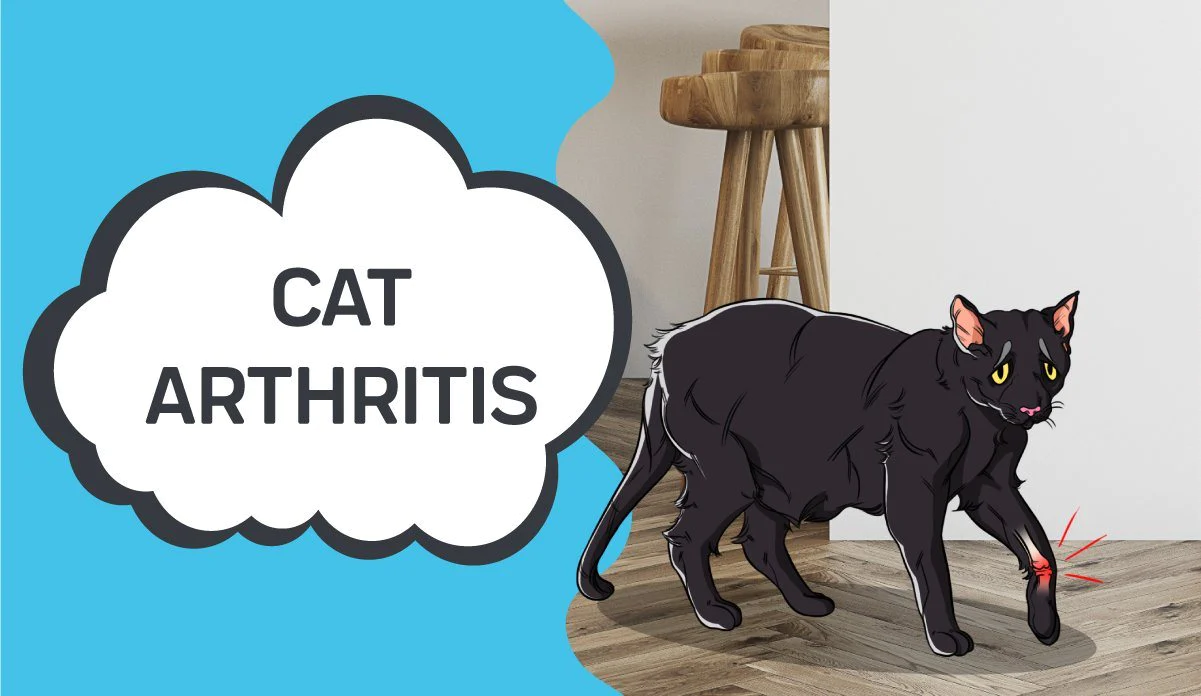 Cat Trees For Cats with Arthritis