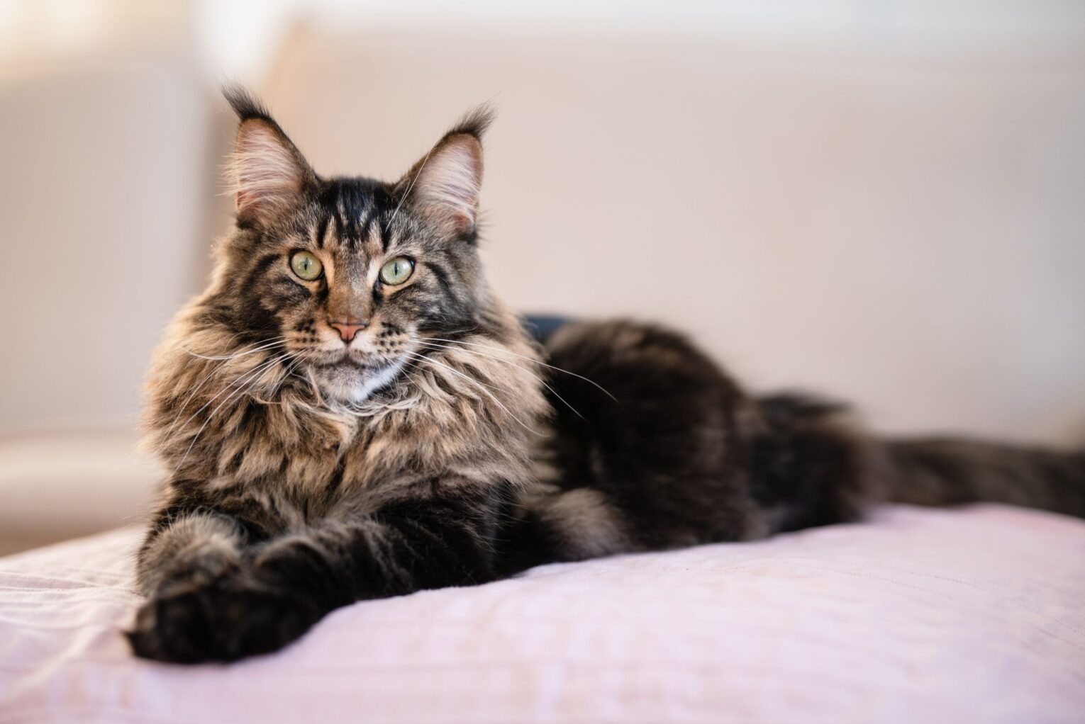 Best Scratching Barrels for Maine Coons
