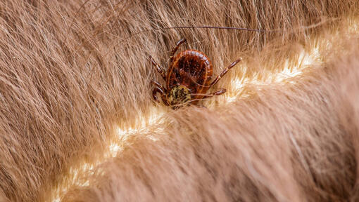 The Purr-fect Removal: A Step-by-Step Guide to Tick Removal in Cats
