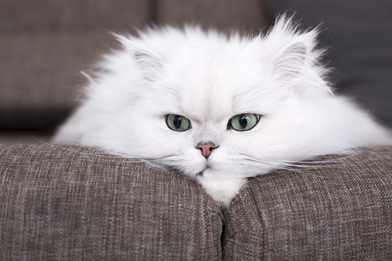 Best Cat Trees For The Persian Cat Breed