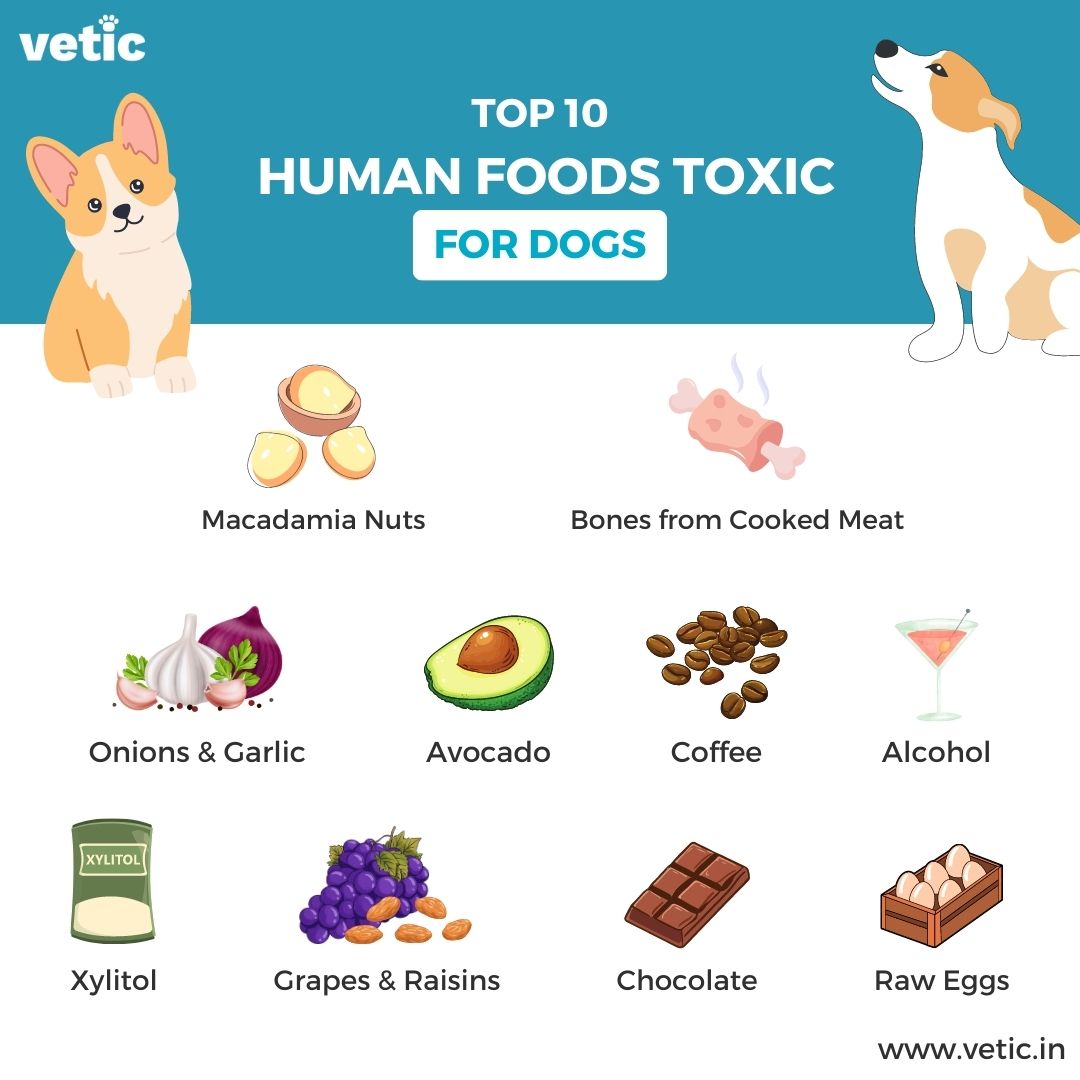 10 Common Household Foods That Are Dangerous for Your Dog