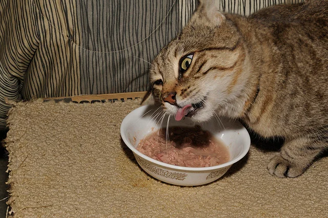 Feline Feeding Fixes: Simple Strategies to Tempt Picky Eaters
