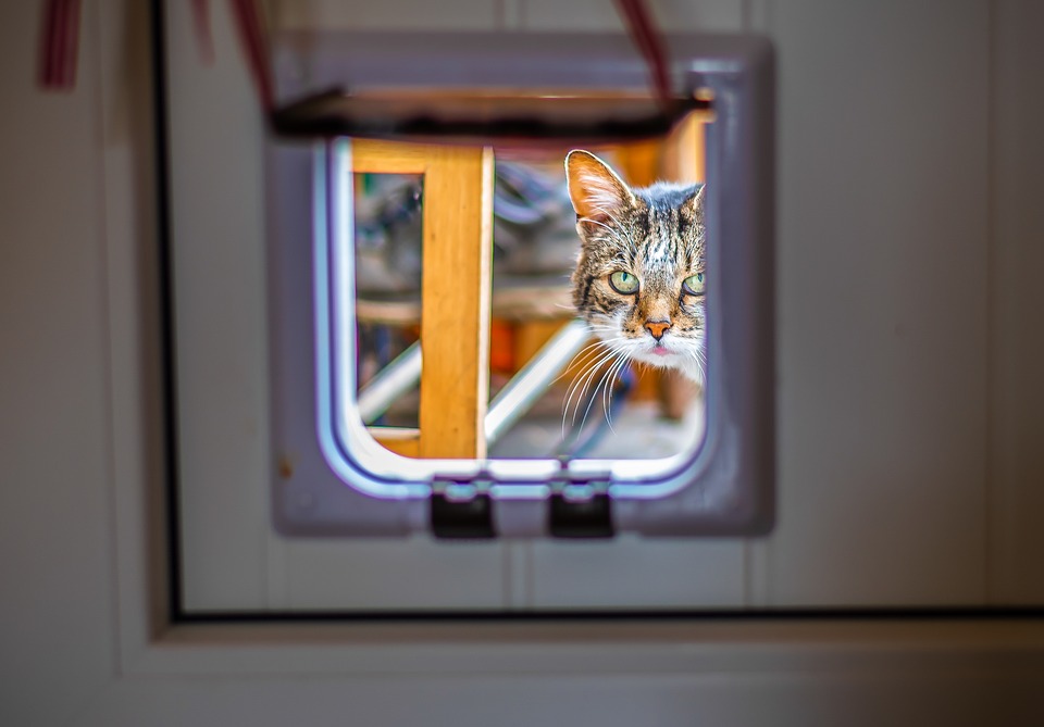 When the Cat’s Scared of the Cat Flap: Tips for Smooth Transition When the Cat’s Scared of the Cat Flap: Tips for Smooth Transition